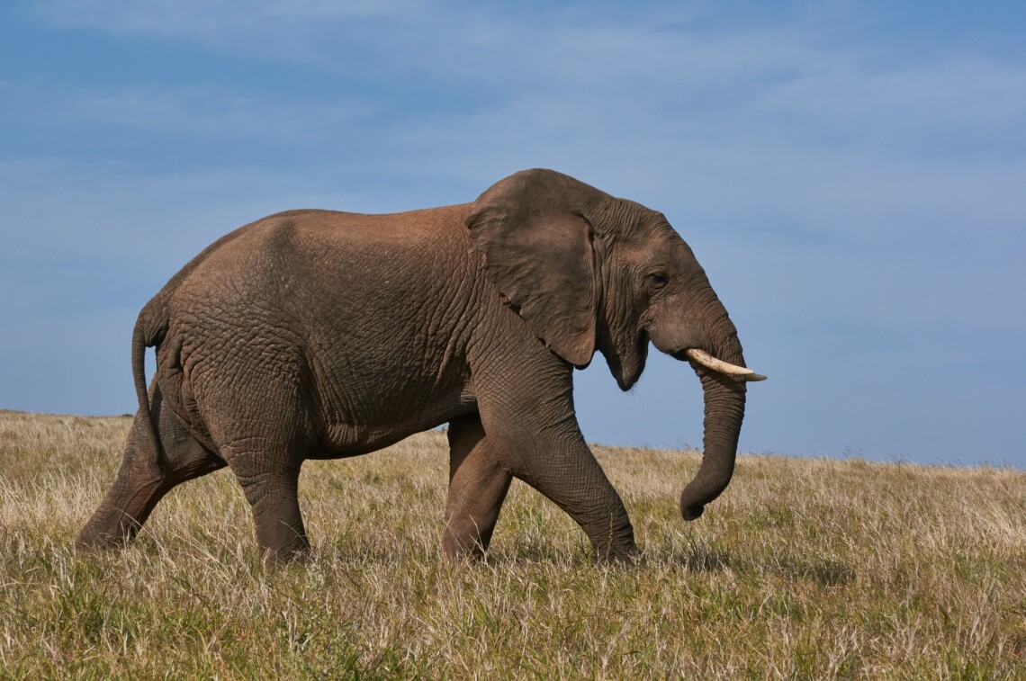 Elefante BeeLetter